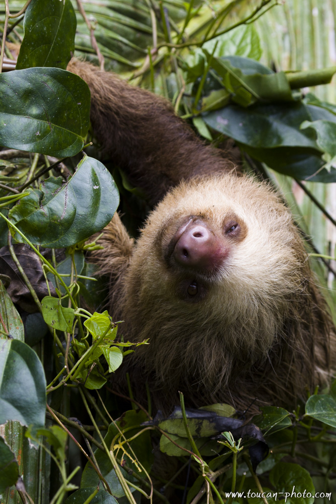 Hoffmann's sloth  (Choloepus hoffmanni)