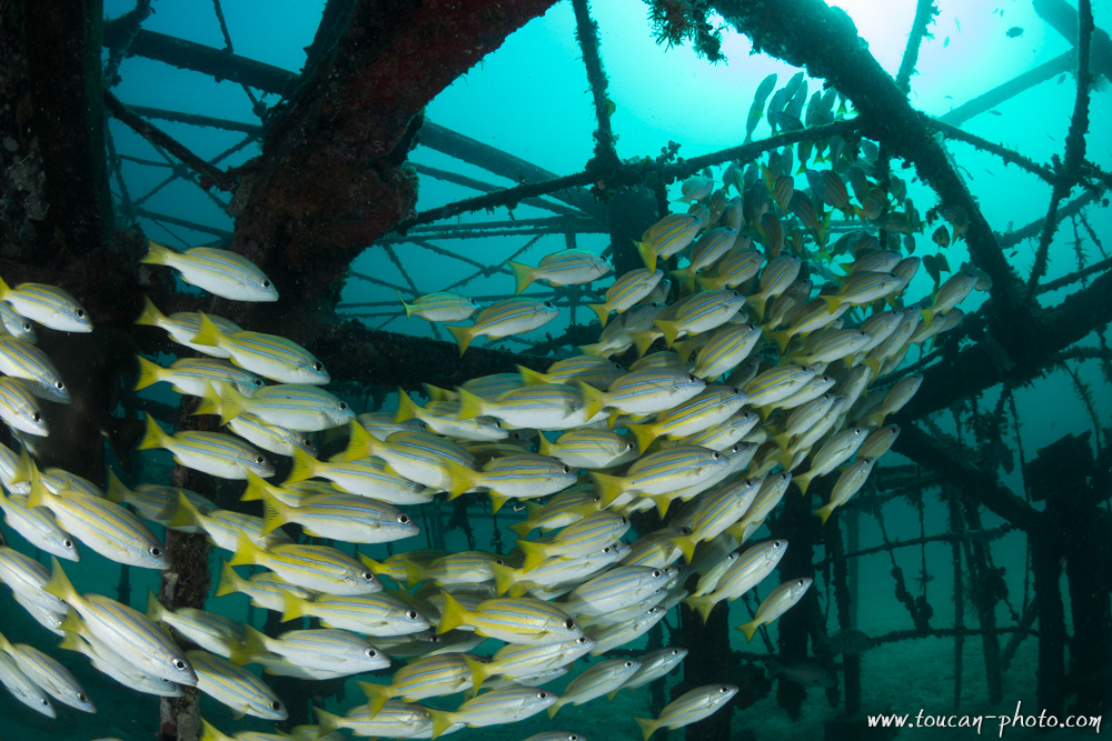 School of bluestripe snapper (Lutjanus kasmira)