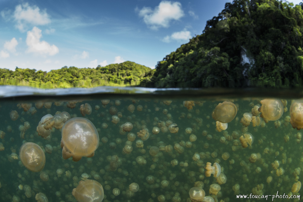 Half-water-half-air view from the lake. Golden Jellyfish went back up to the surface