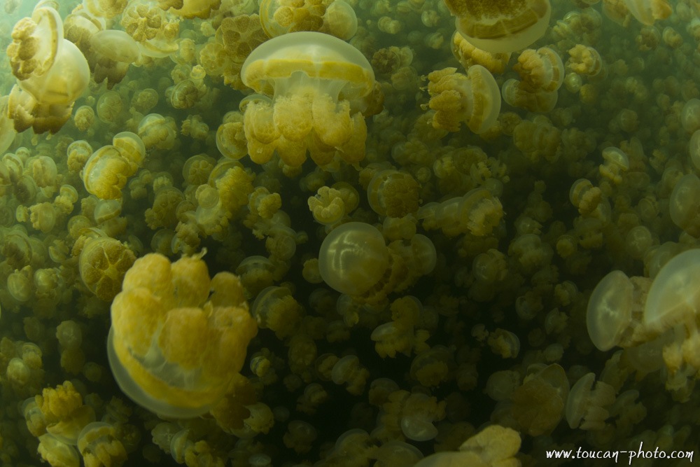 Jellyfish diving deeper