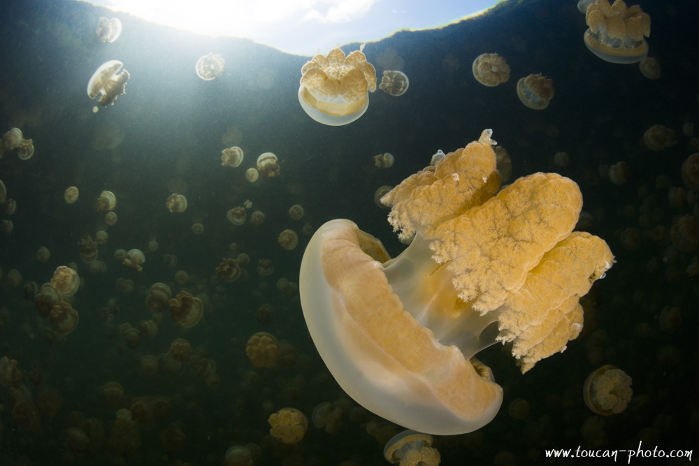 Golden Jellyfish (Mastigias sp.)