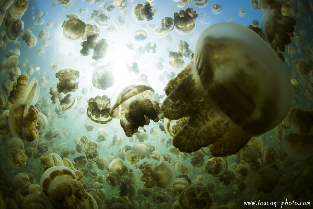 Diving with Jellyfish