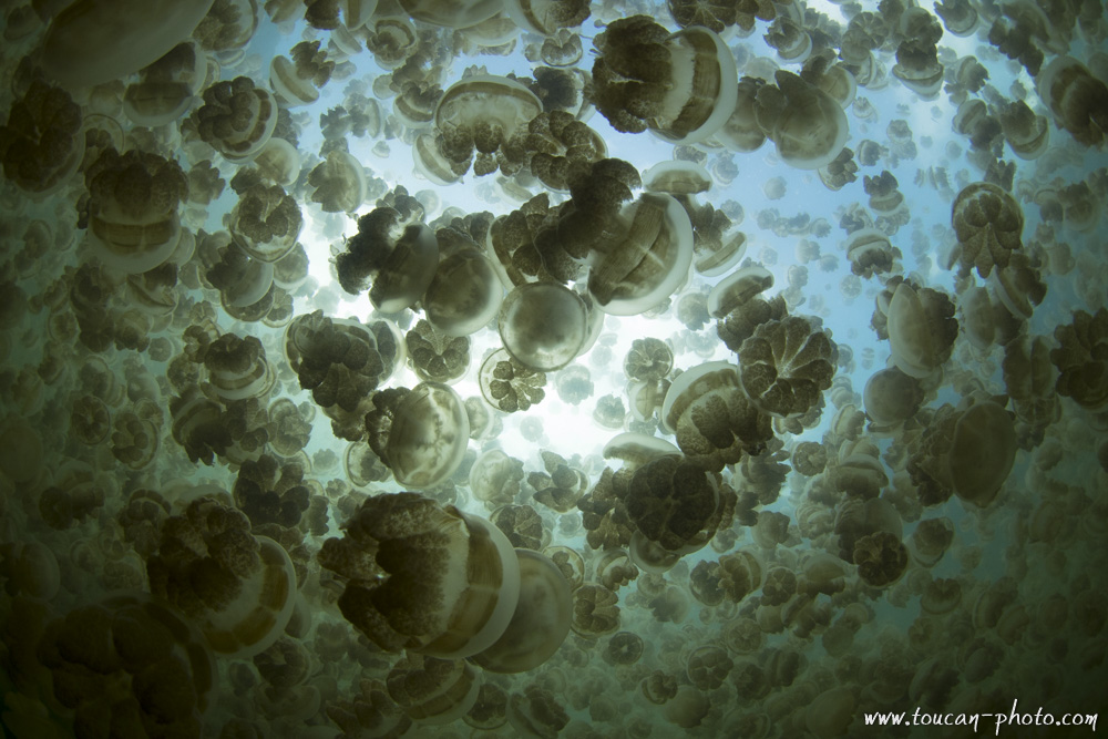 Under a Jellyfishy sky