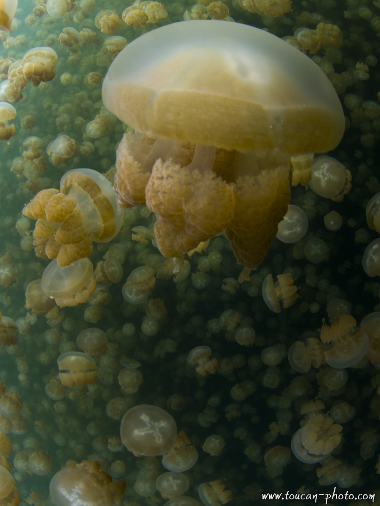 Jellyfish in the Jellyfish lake of Palau
