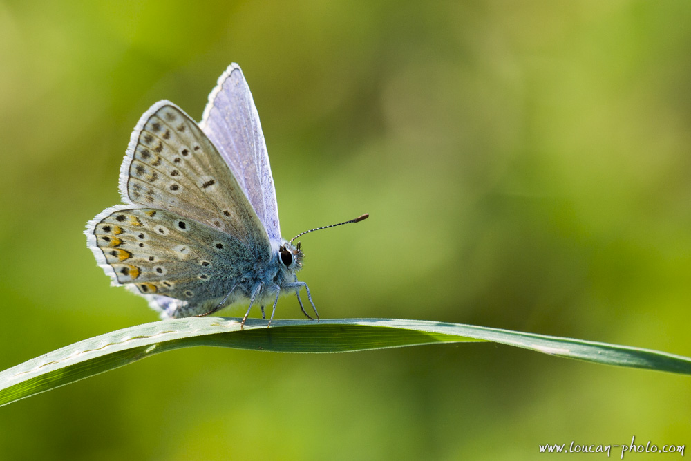 Argus bleu (Polyommatus icarus)