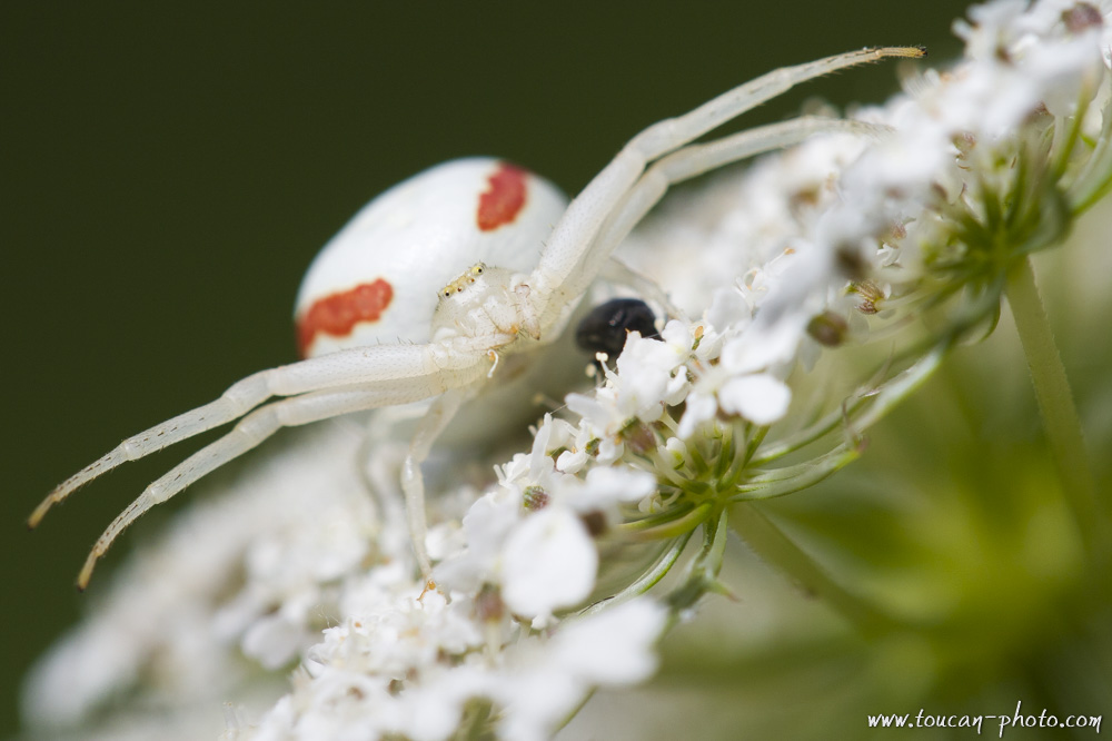Araignée crabe de la fleur (genre: Misumena)