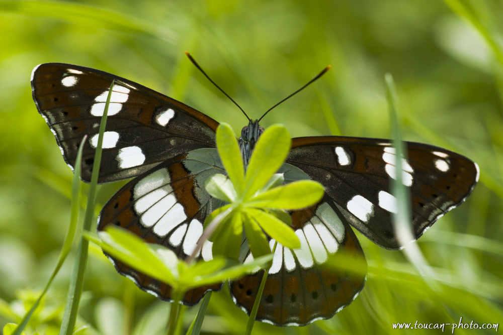 Sylvain azure (Limenitis reducta)