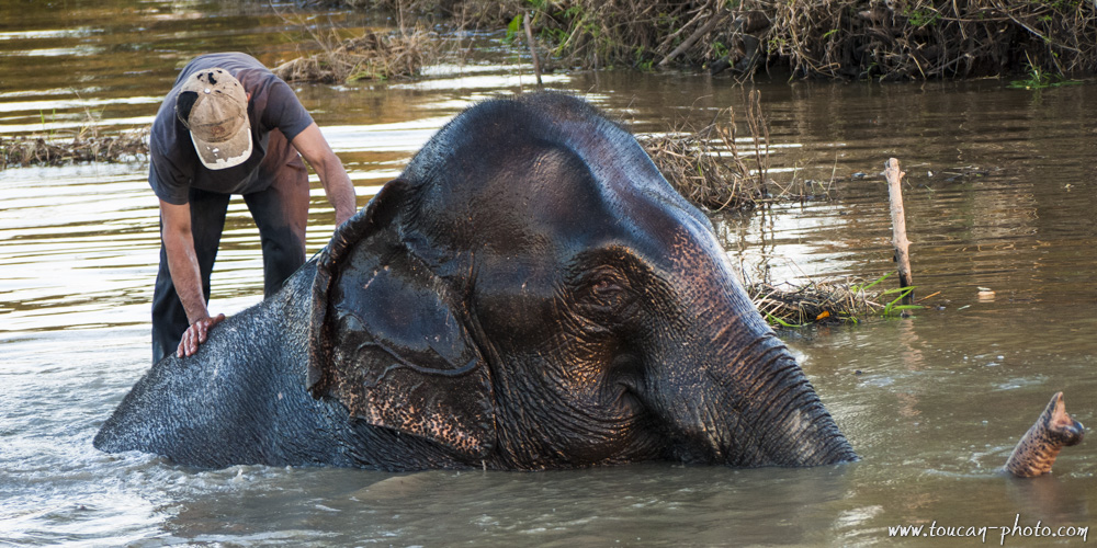 Hin giving the bath to Tombac - Laos