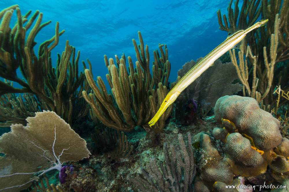 Trumpetfish