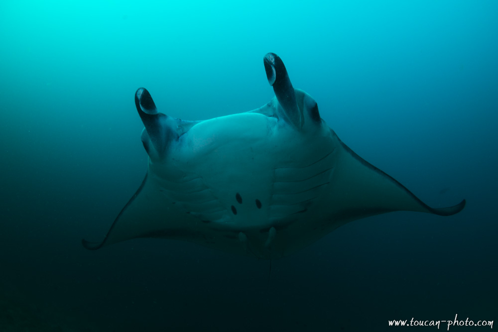 Manta Ray