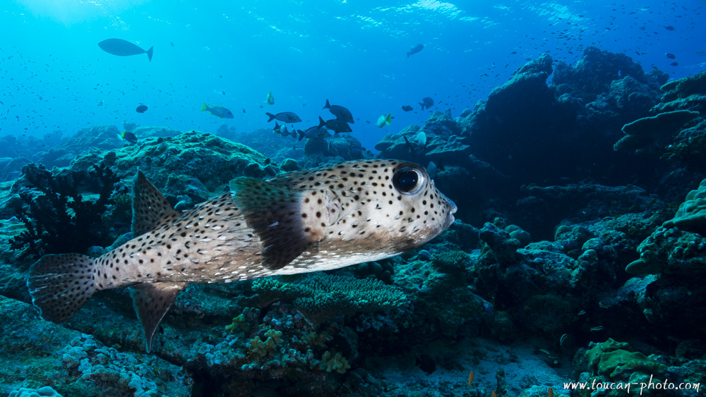 Spot-fin porcupinefish (Diodon hystrix), Maldives