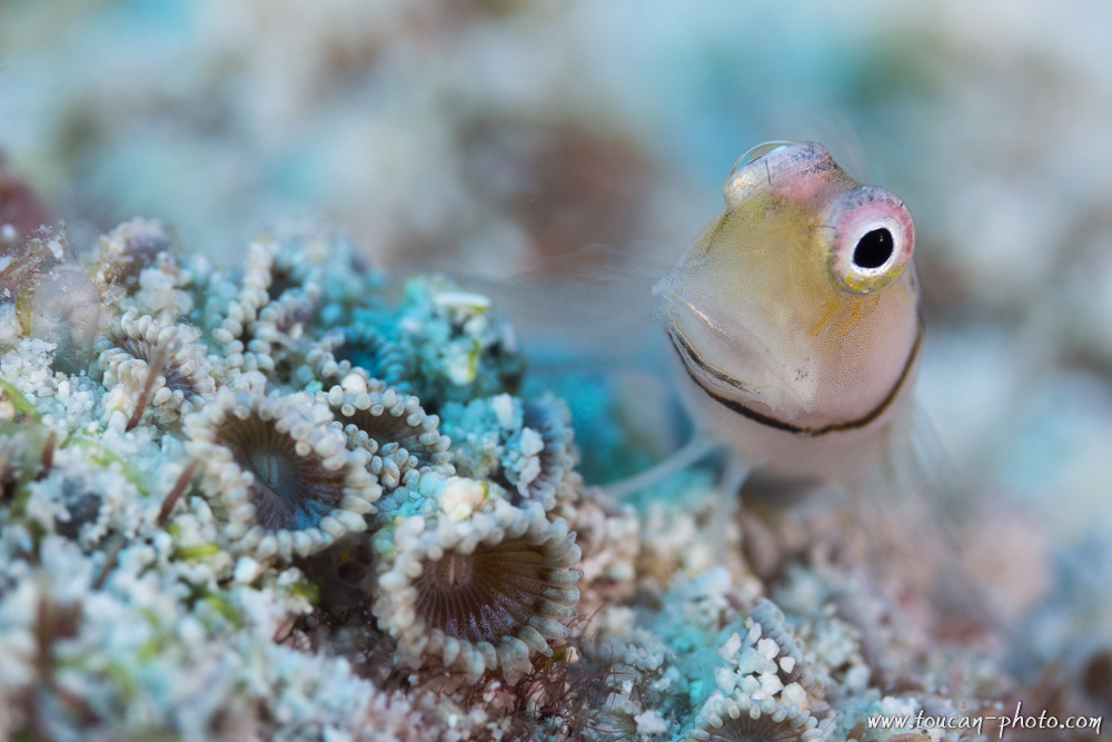 Maldives Blenny (Ecsenius minutus)