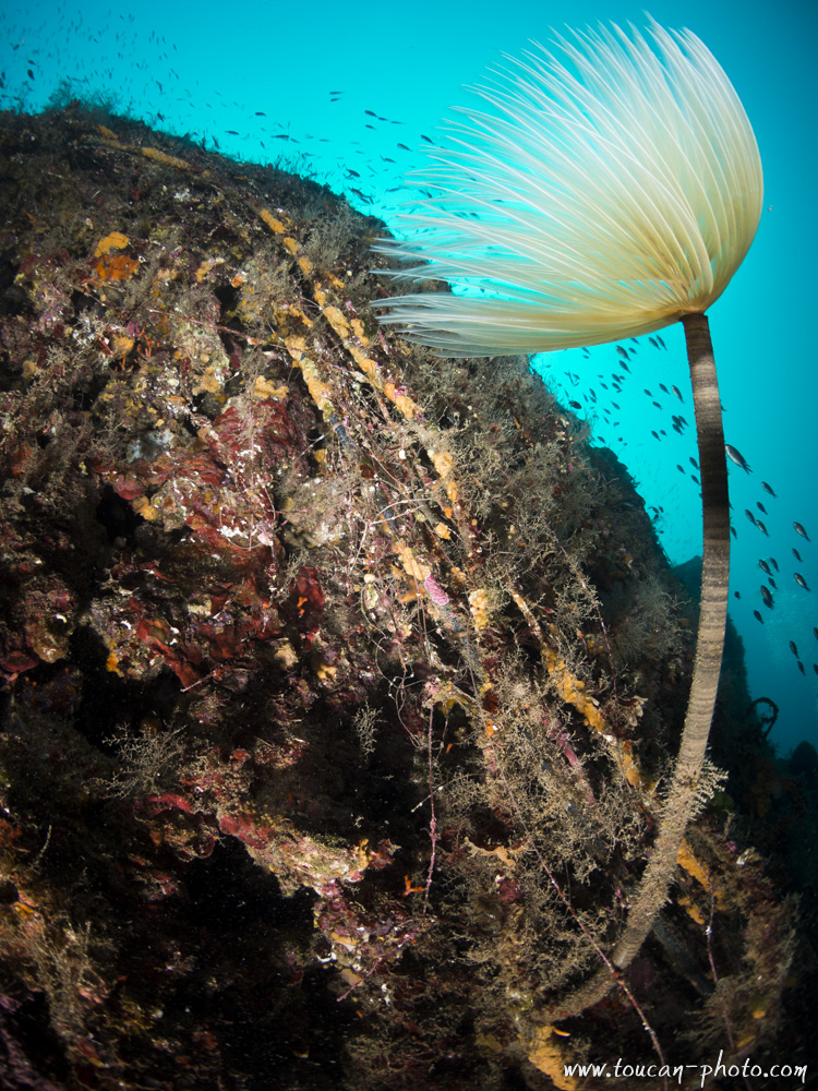 Spirographe (Spirographis spallanzani), mer Méditerranée