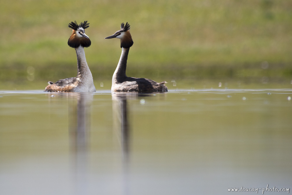 Couple of Great crested grebe (Podiceps cristatus)