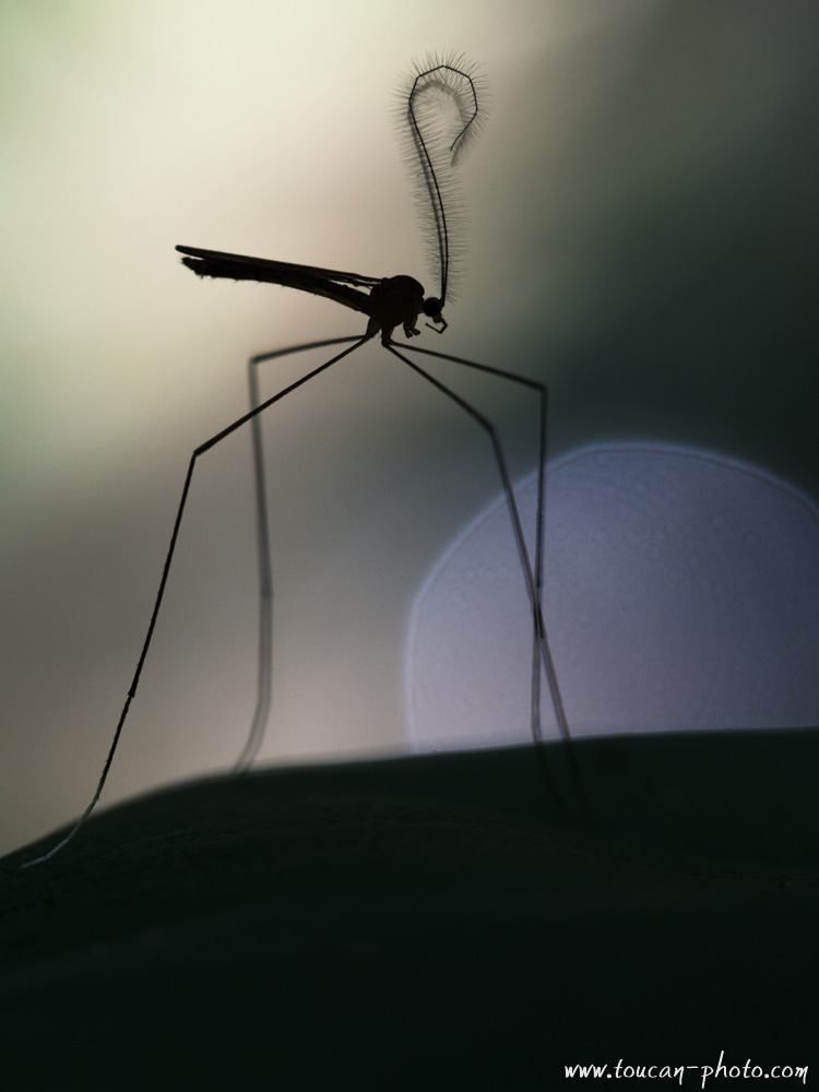 Mosquito,