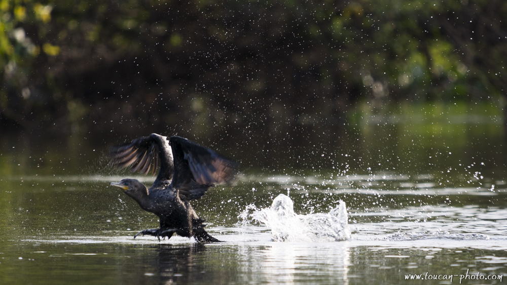 Neotropic cormorant, 