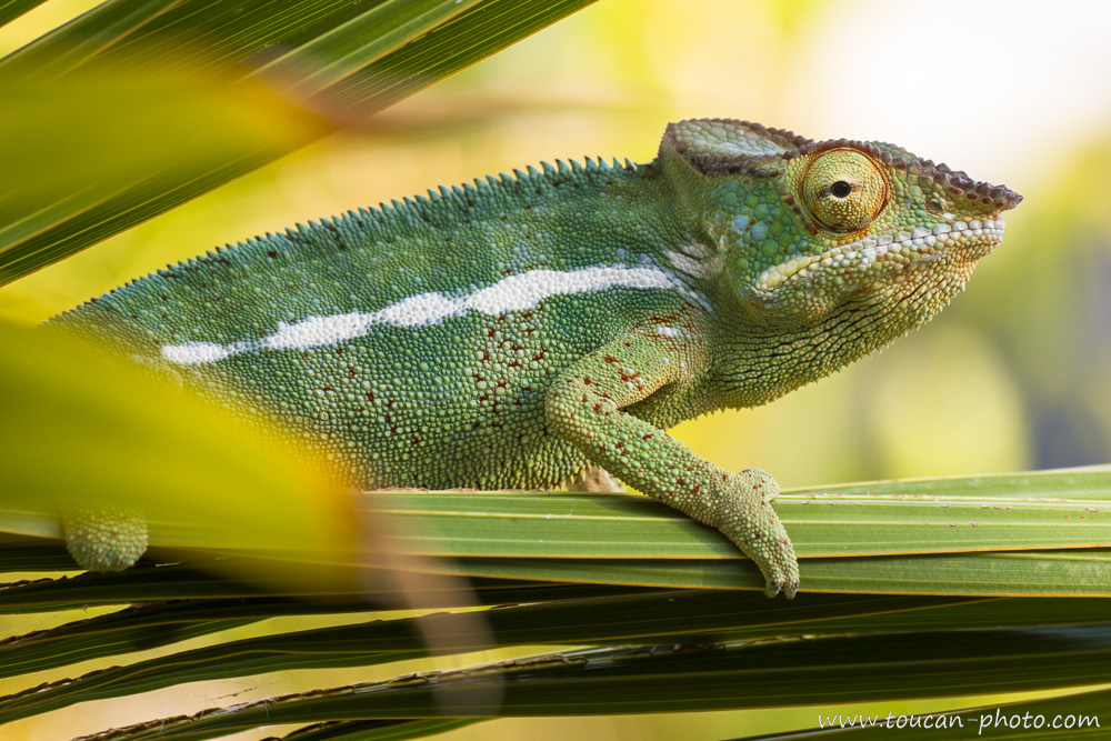 Caméléon