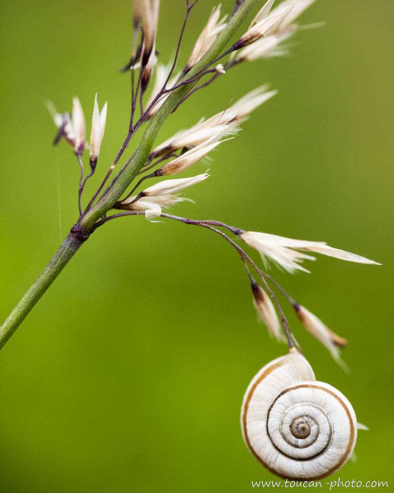 L'escargot</p