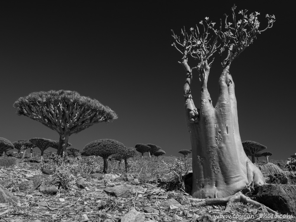 Socotra,