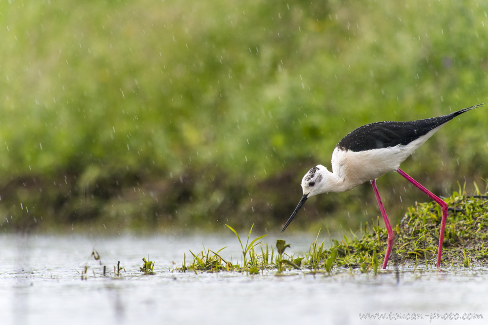 Black-winged