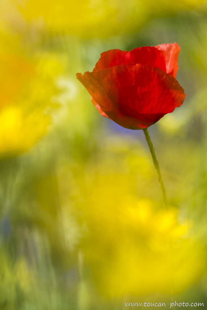 Coquelicot</p