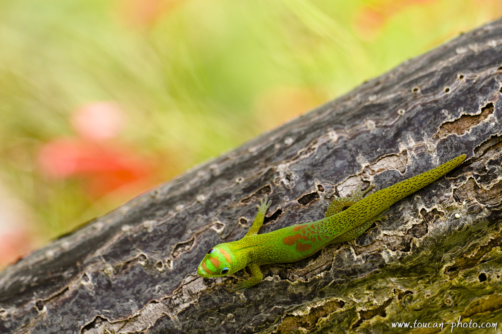 Phelsuma