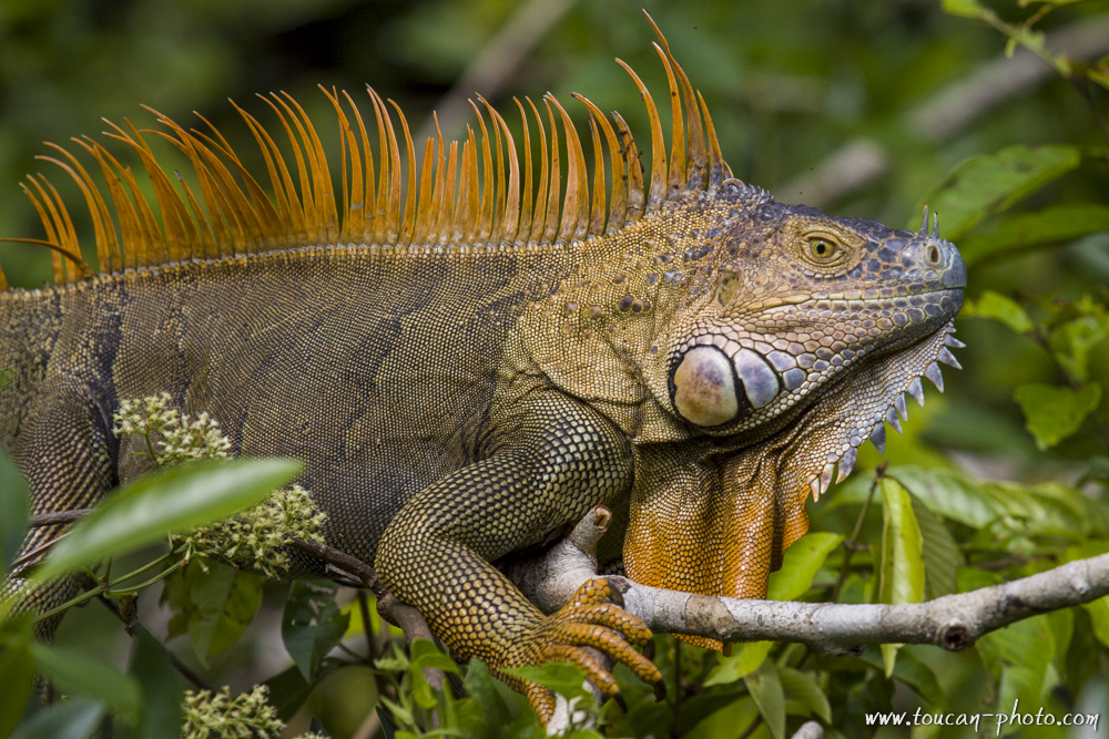 Iguane