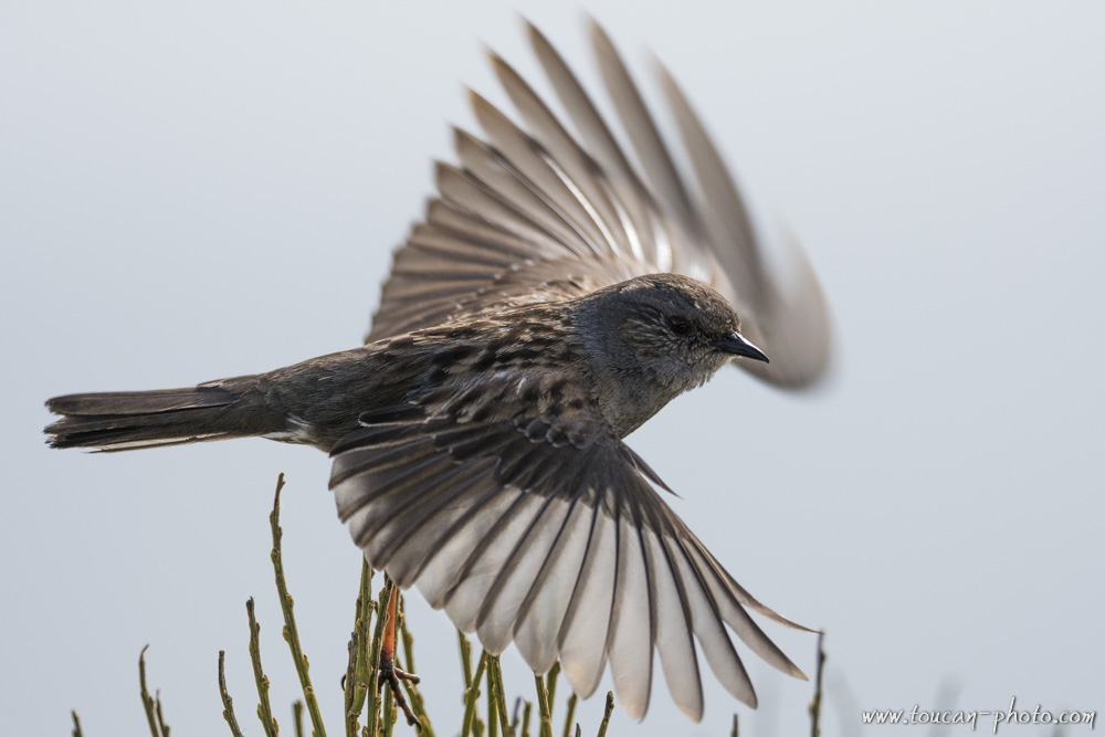 Dunnock