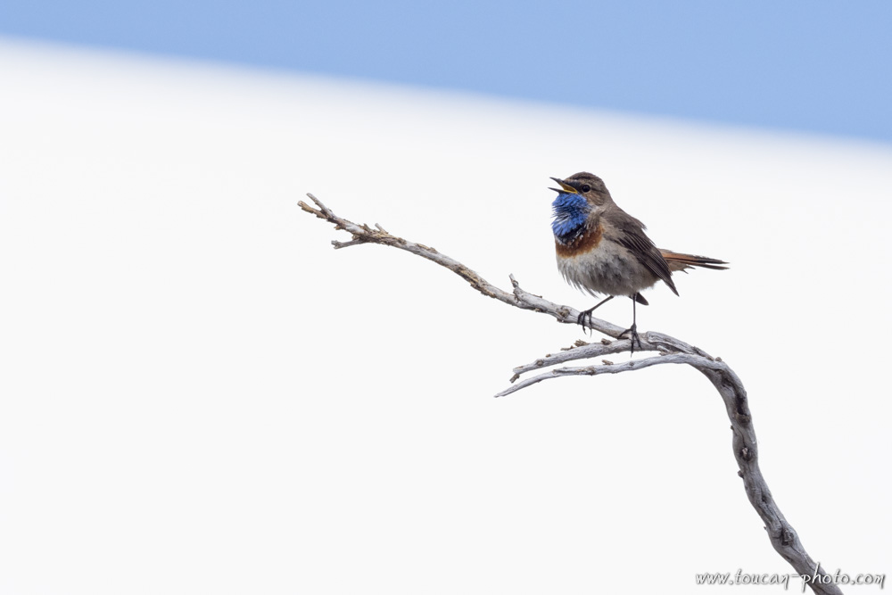 Bluethroat