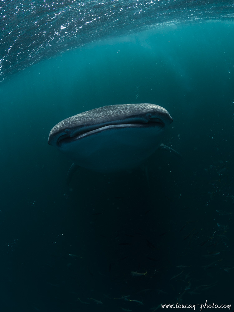 Whale