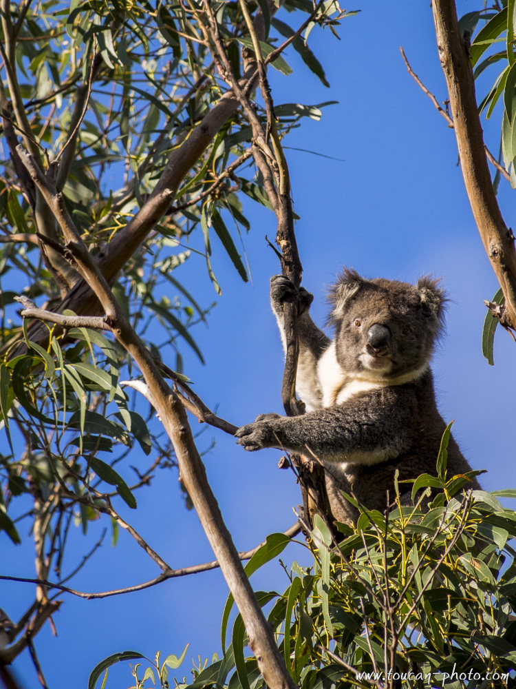 Koala