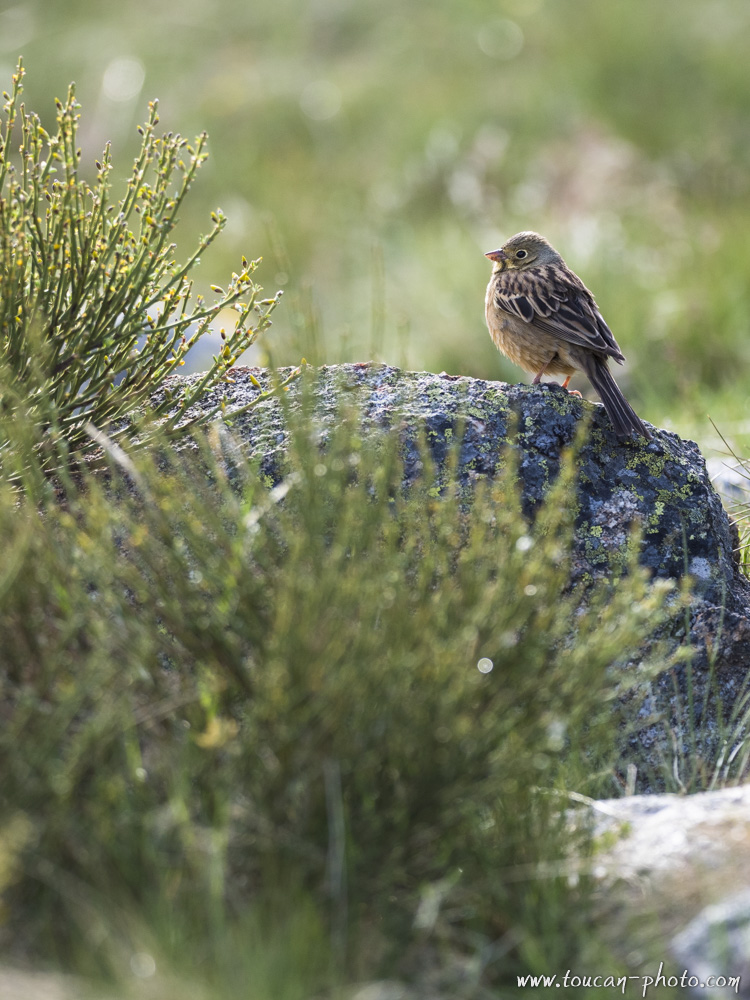 Ortolan