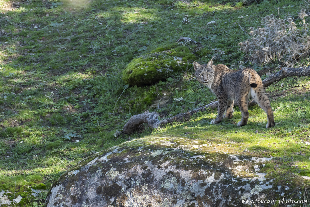 Lynx