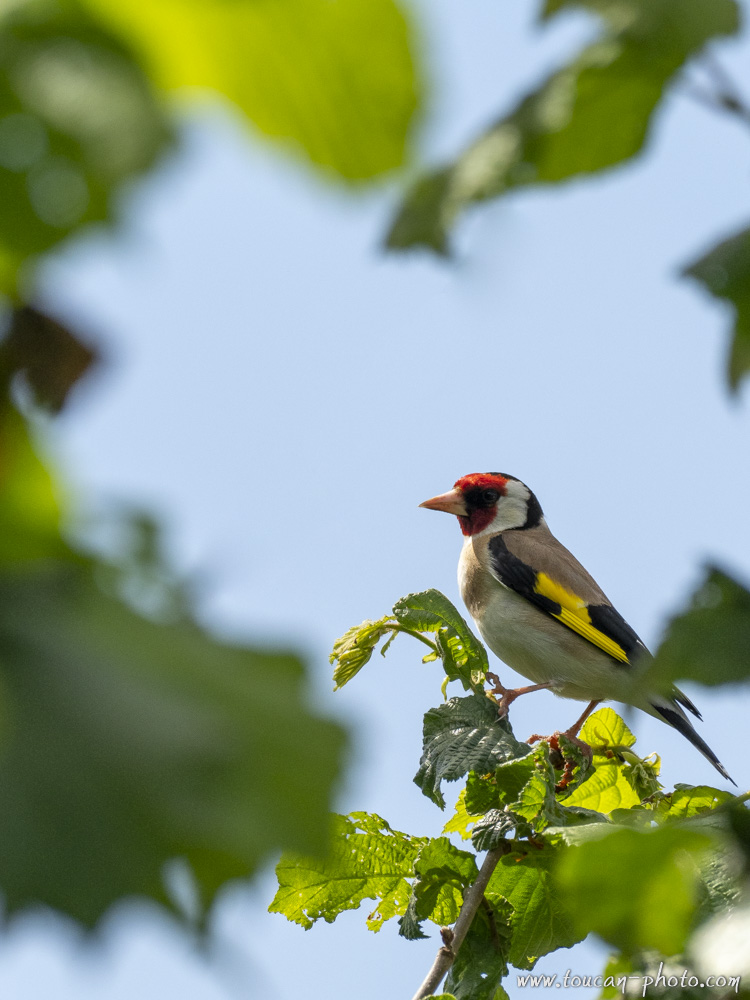 Chardonneret