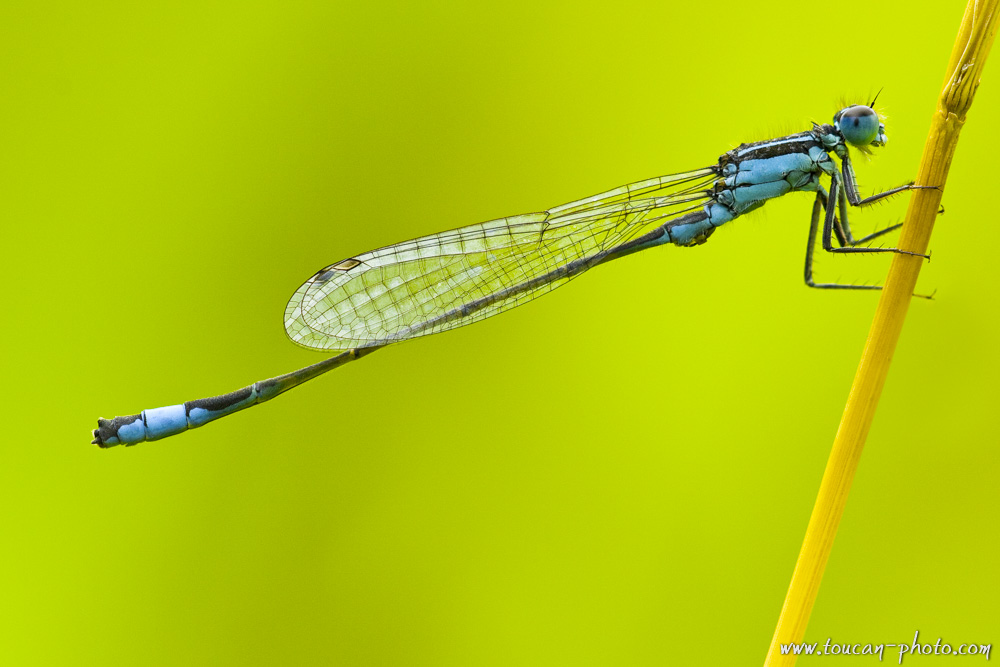 Damselfly