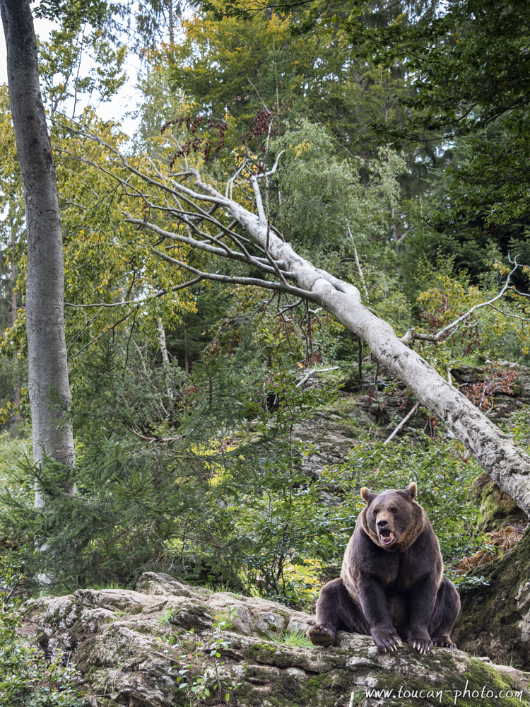 Brown bear (Ursus arctos) – Toucan's photos