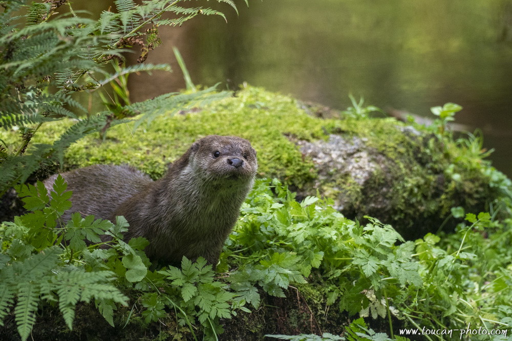 Loutre