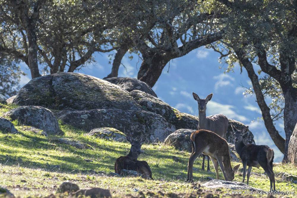 Hinds