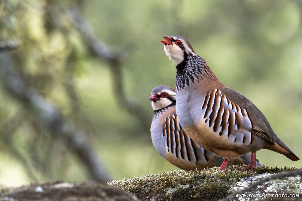 Red-legged