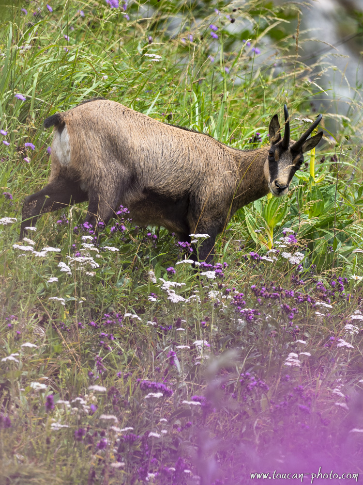 Chamois