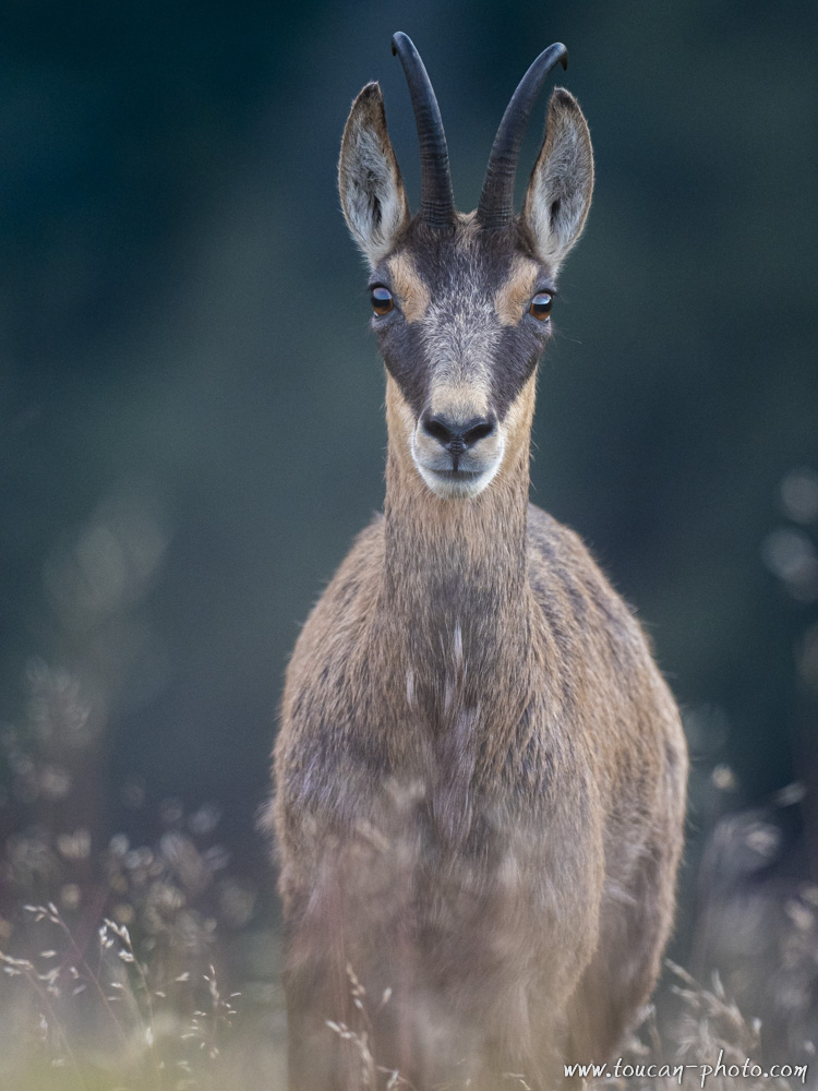 Chamois