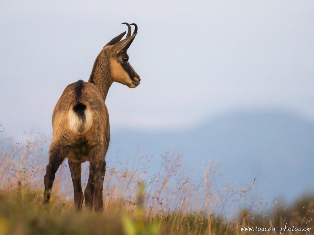 Chamois