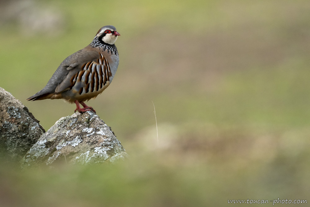 Red-legged