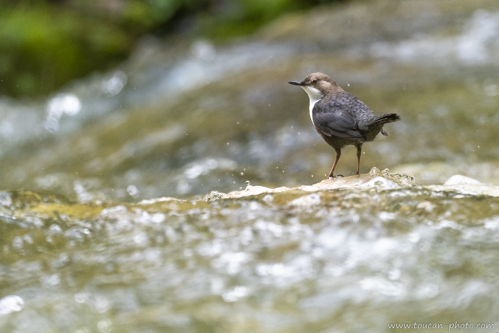 White-throated