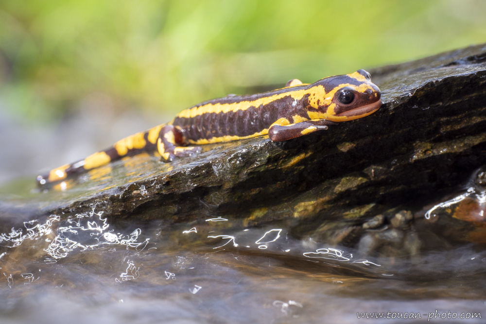 Yellow-striped