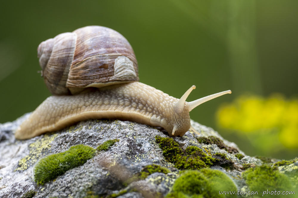 Snail/p