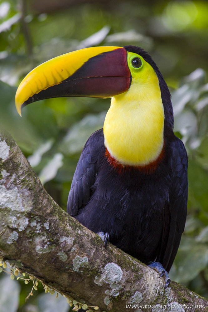 Toucan