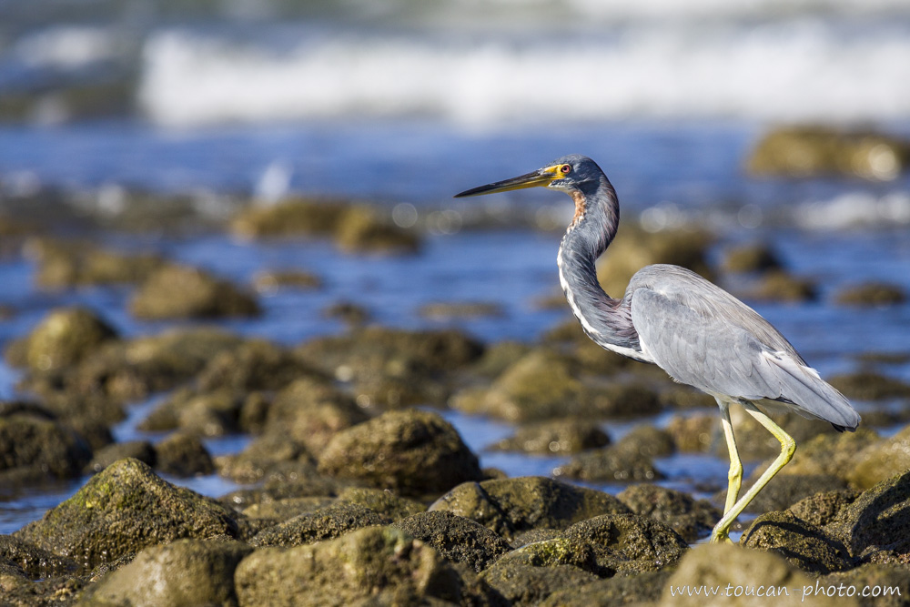 Aigrette