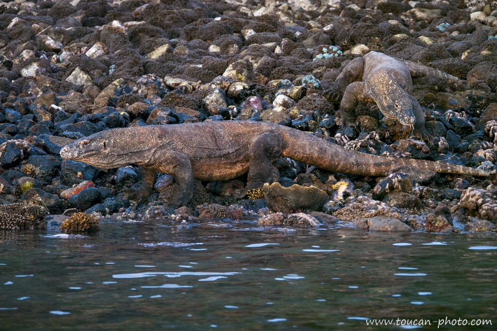 Komodo