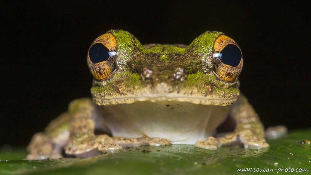 Grenouille